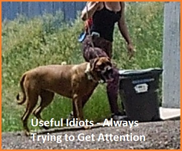 angry-female-useful-idiot.jpg
